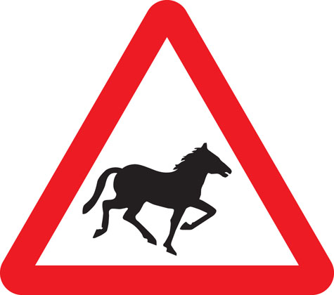 Wild horses or ponies